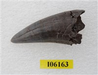 藏品(老虎牙前端)的圖片